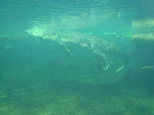 Surfacing Crocodile Alligator Under Water