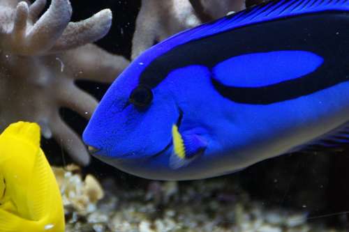 Surgeonfish Pallets Doctor Fish Underwater Reef