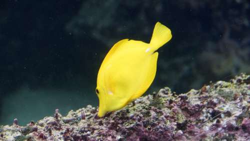 Surgeonfish Fish Yellow Tang Zebrasoma Flavescens
