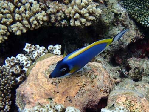 Surgeonfish Acanthurus Leucosternon Fish