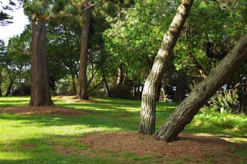 Sutro Park San Francisco Trees Shade California