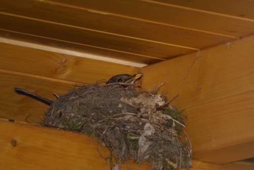 Swallow'S Nest Bird'S Nest Nest Bird Schwalbe