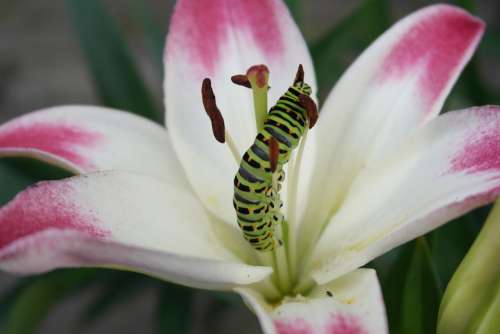 Swallowtail Caterpillar Lily Up Zbarvenost