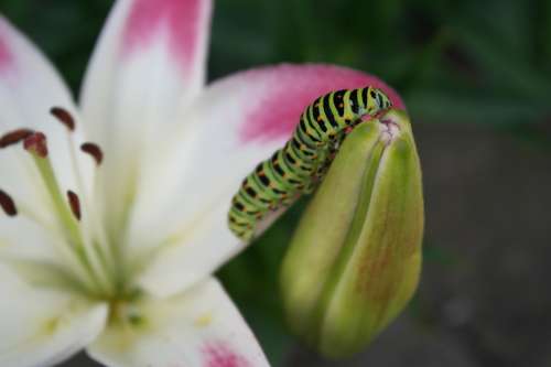 Swallowtail Caterpillar Lily Distinction Coloring