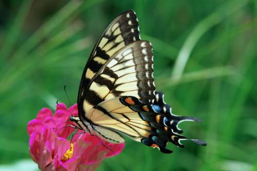 Swallowtail Butterfly Nature Wings Garden Insect
