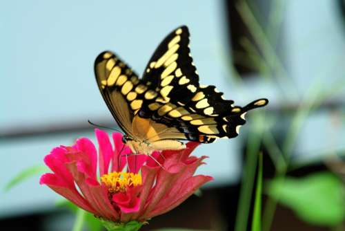 Swallowtail Butterfly Zinnia Flower Nature Insect