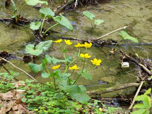 Swamp Humor Bog Plants Spring