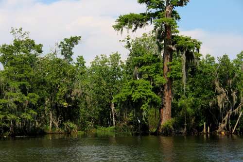 Swamp Bayou River Water Louisiana South Cypress