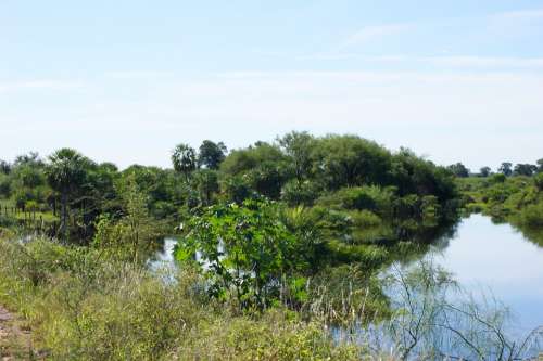 Swamp Wetland Jungle Water Nature Paraguay