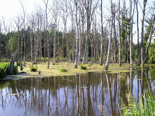 Swamp Trees Water