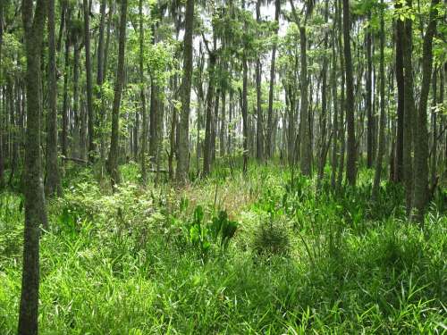 Swamp Marsh Nature Louisiana Greenery Trees