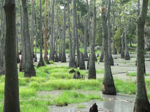 Swamp Marsh Wetland Trees Greenery Water