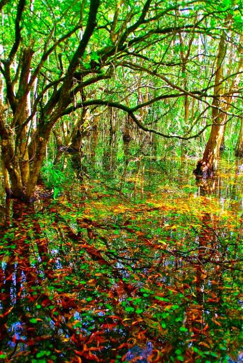 Swamp Marsh Leaves Nature Plant Environment