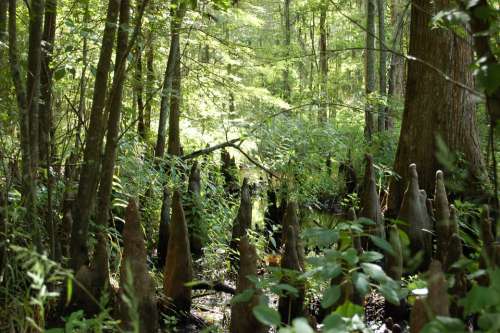 Swamp Marsh Nature Outdoors Landscape Green Wild