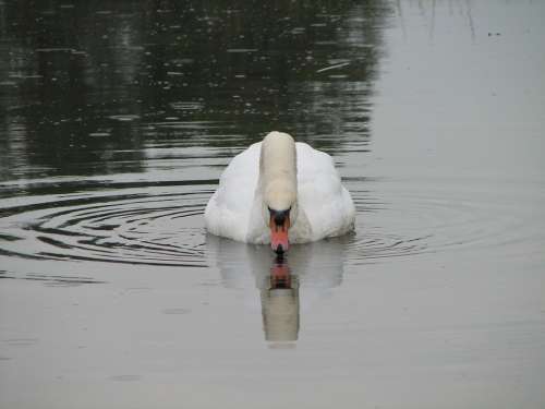 Swan Bird Lake Pond Swans Animals