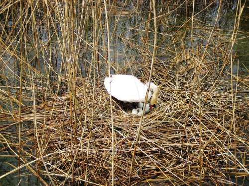 Swan Breed Lake Constance Nature Nest