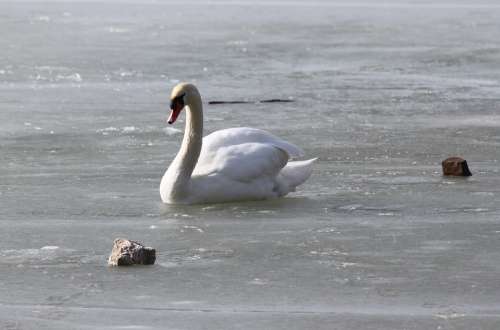 Swan Swans Murten Morat Lake Water Switzerland