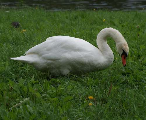 Swan Animal Bird White Feather