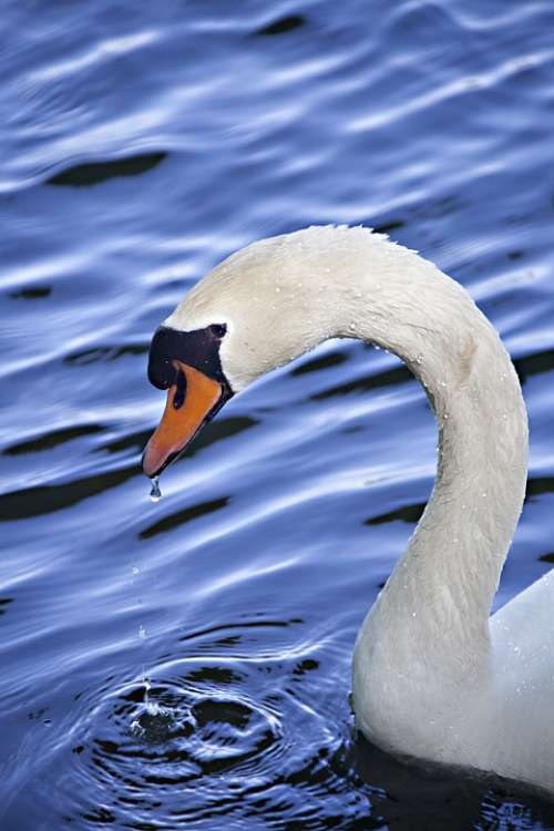 Swan Water Animal Blue Animal Portrait White Bird