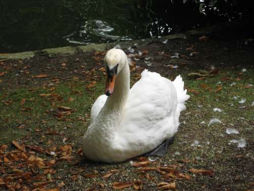 Swan Swans Animals Ave