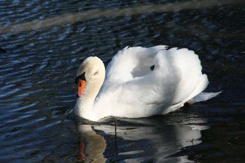 Swan Romance Lake Bird Mute Swan Duck Bird White