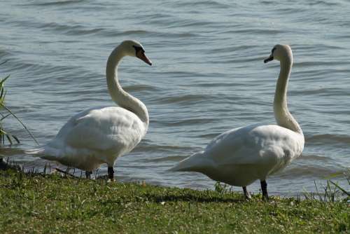 Swan Birds Nature