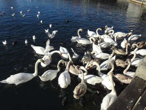 Swan Swans Swan Lake Lake Zurich Water White Blue