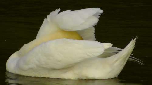 Swan Swans Water Waters Gooseneck Animal World