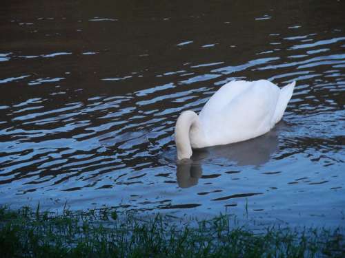 Swan Water Bird Animal World Gooseneck Nature