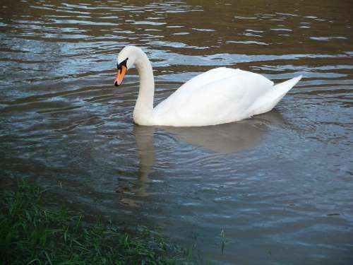 Swan Water Bird Pride Swim Animal Lake Elegant