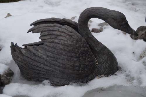 Swan Winter Cold Snow Icy Black Black Swan Metal