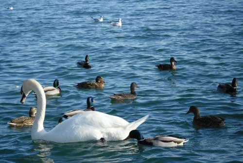 Swan Duck Birds Waterfront Lake Balaton