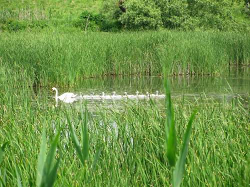 Swan Swan Family Water Pond Animal Nature Bird