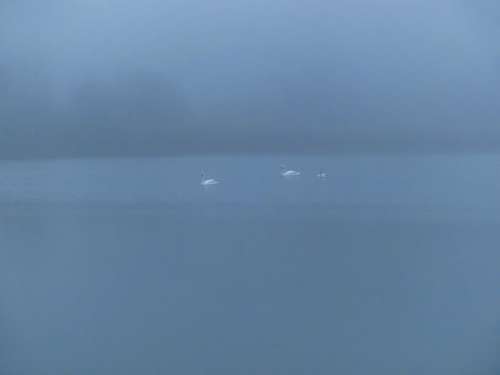 Swan Swan Family Pond Wild Life Winter Fog Foggy