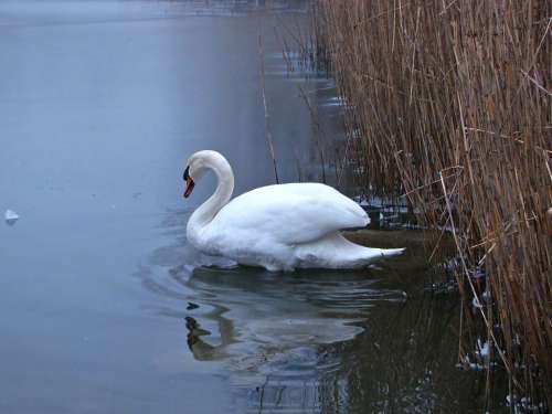 Swan Pond Reed Wild Life Winter Ice Icy Fog