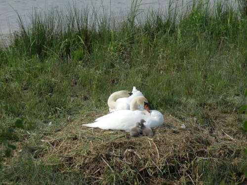 Swan Swans Breed Hatching Boy Baby Swans