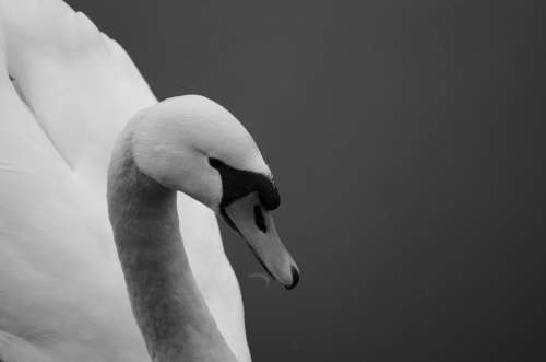 Swan Lake Waters Nature Swan