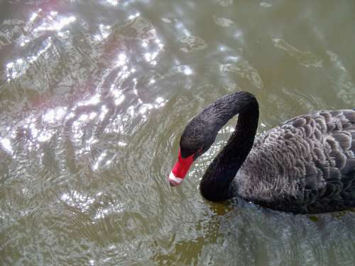 Swan Black Australian Black Swan Beak Swimming