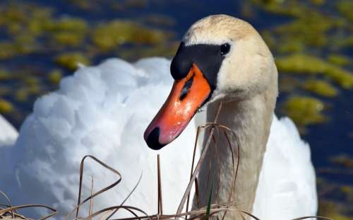 Swan Close Up Animal