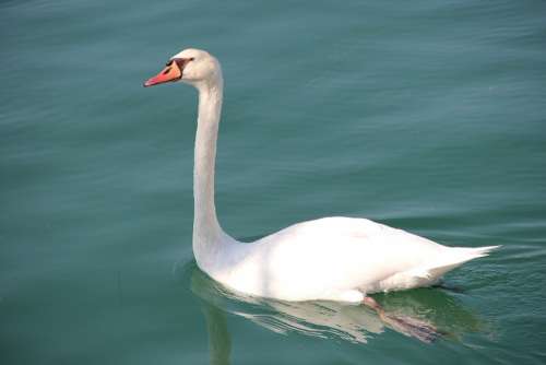 Swan Fauna Water Bird
