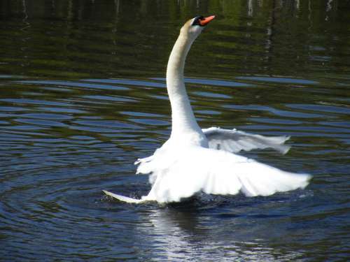 Swan Wild Wildlife Outdoor Outdoors Animals