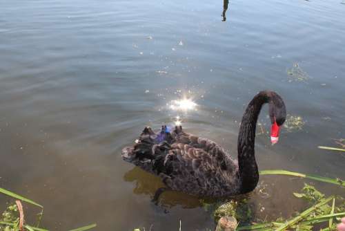 Swan Black Lake Bank