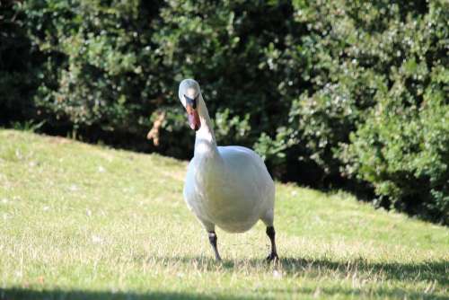 Swan Water Bird Bird Stand White Nature