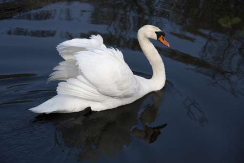 Swan Pen Water Bird Nature