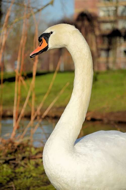 Swan Animal Bird Proud White Portrait