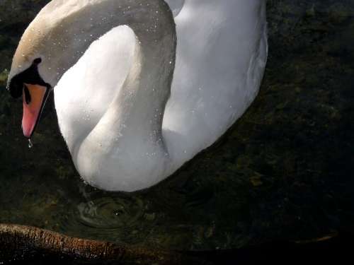 Swan White Beautiful Bird Feathers Water Bird