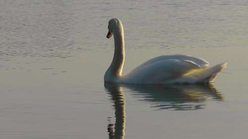 Swan Rhine Swans Water Waters Backlighting