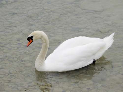 Swan Cygnini Animal Bird White Feather Lake