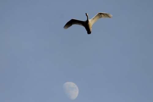 Swan Bird Moon Sky