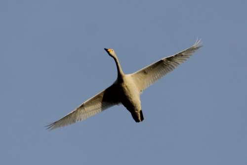 Swan Bird Fly Sky
